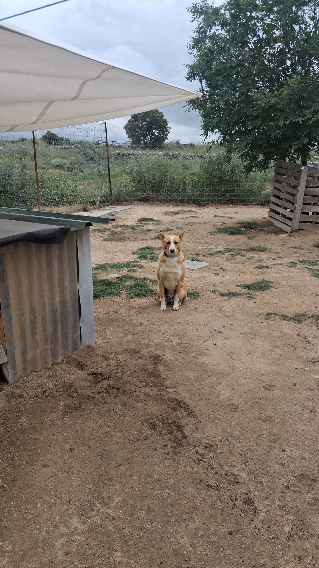Zeus, uno de los perrillos de la protectora Huellas Dos Torres